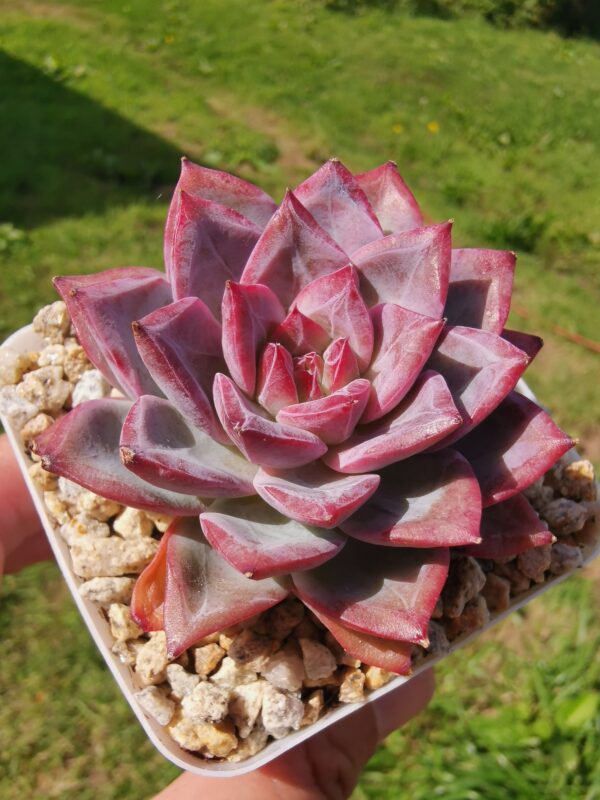 Echeveria Provence – Image 3
