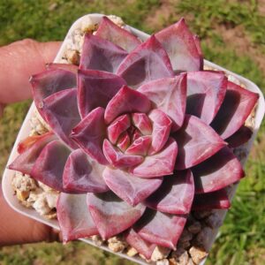 Echeveria Provence