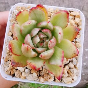 Echeveria Dark Pamela variegata (très rare) S
