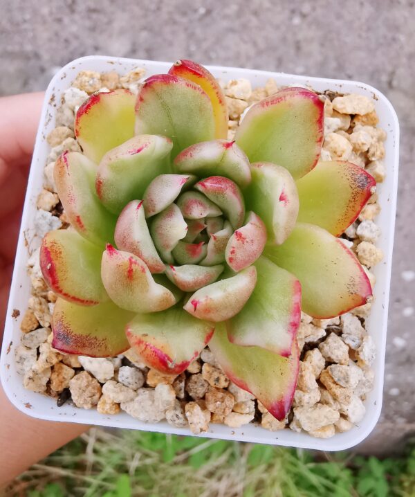 Echeveria Dark Pamela variegata (très rare) S