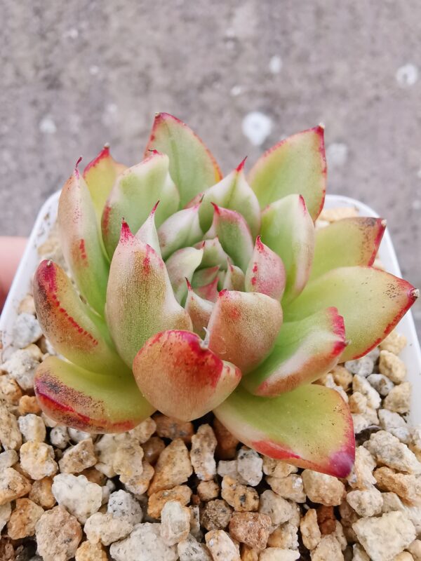 Echeveria Dark Pamela variegata (très rare) S – Image 2