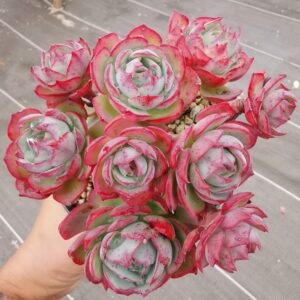 Echeveria Amistar cluster vieux tronc