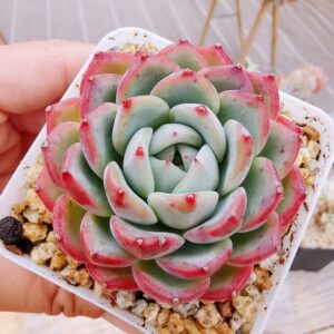 Echeveria Blue Lover