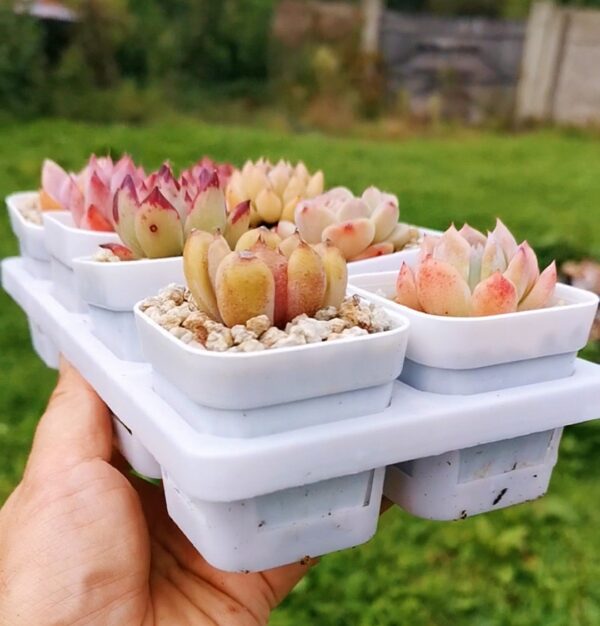 Mix plantes - 8 pots de 4,5cm C – Image 2