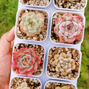 Mix plantes - 8 pots de 4,5cm A