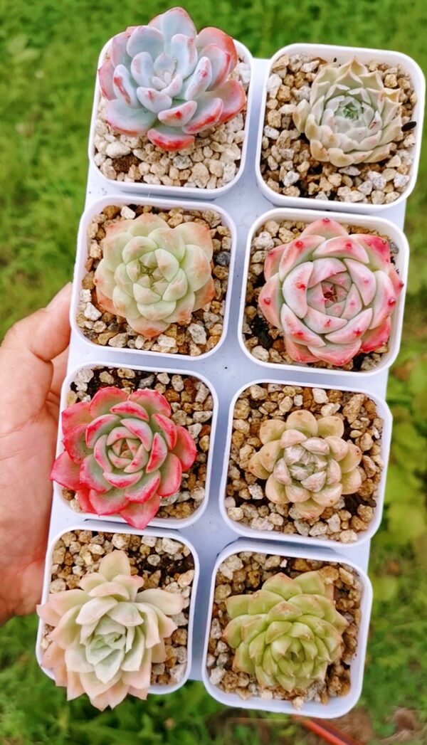 Mix plantes - 8 pots de 4,5cm A
