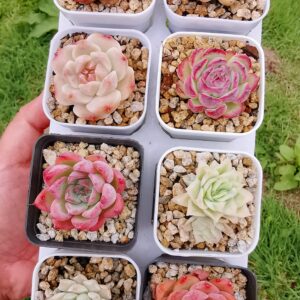 Mix plantes - 8 pots de 4,5cm C