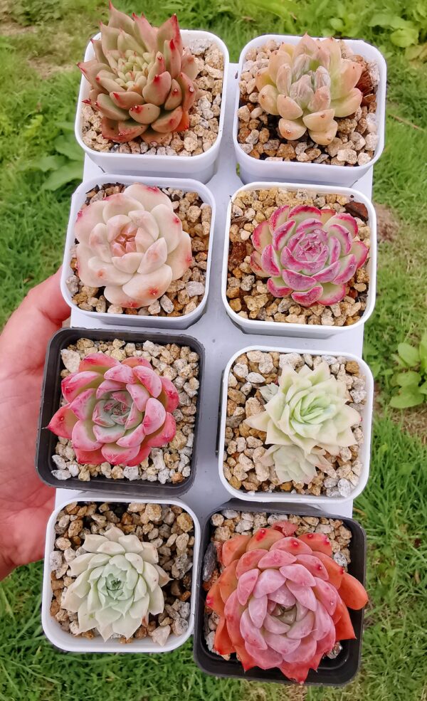 Mix plantes - 8 pots de 4,5cm C