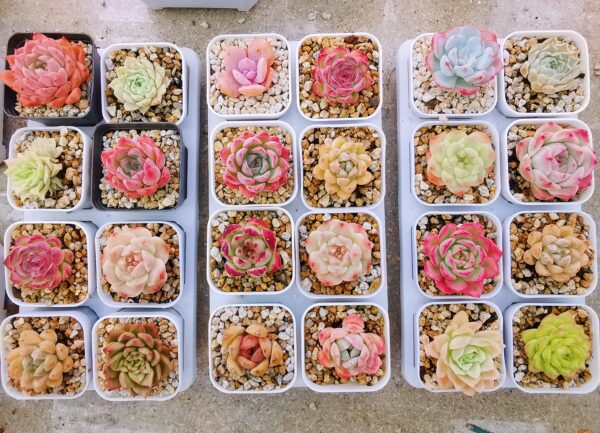 Mix plantes - 8 pots de 4,5cm C – Image 3