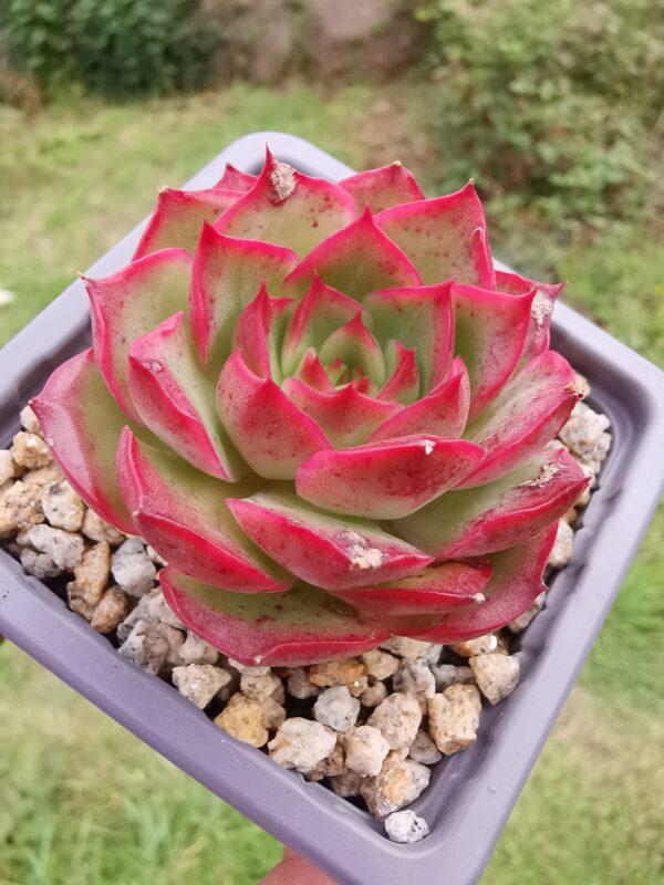 Echeveria Fluorescent Roses – Image 2
