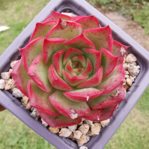Echeveria Fluorescent Roses