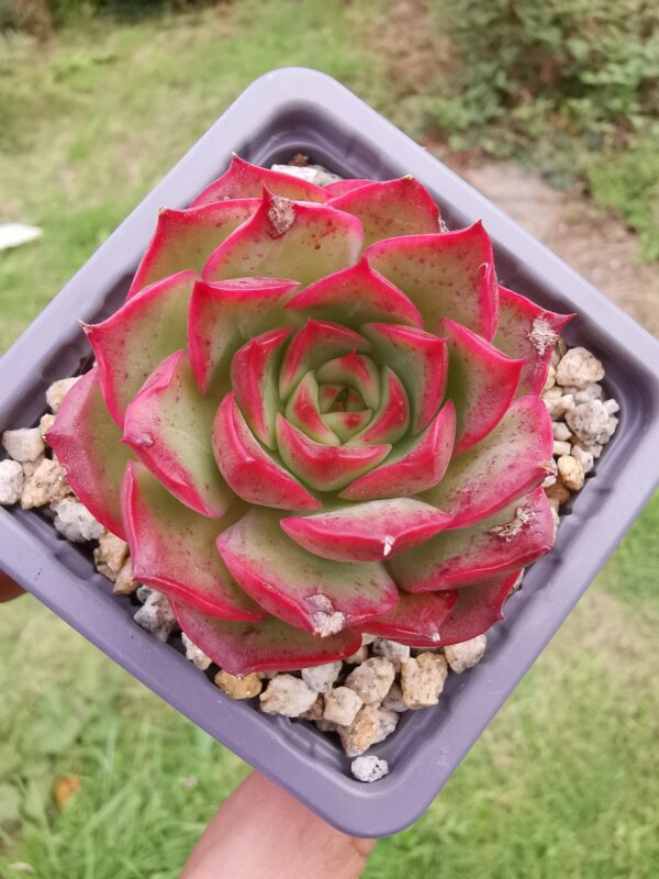 Echeveria Fluorescent Roses