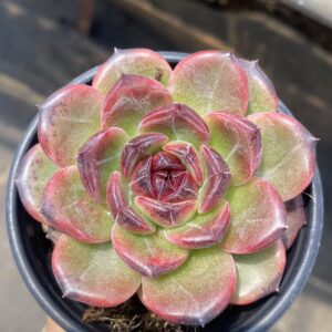 Echeveria Iceland Coffee M