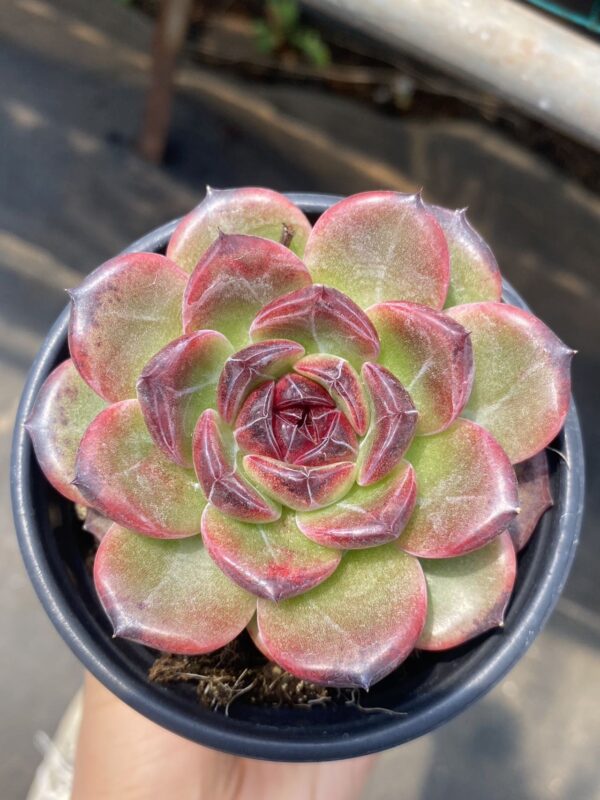 Echeveria Iceland Coffee M