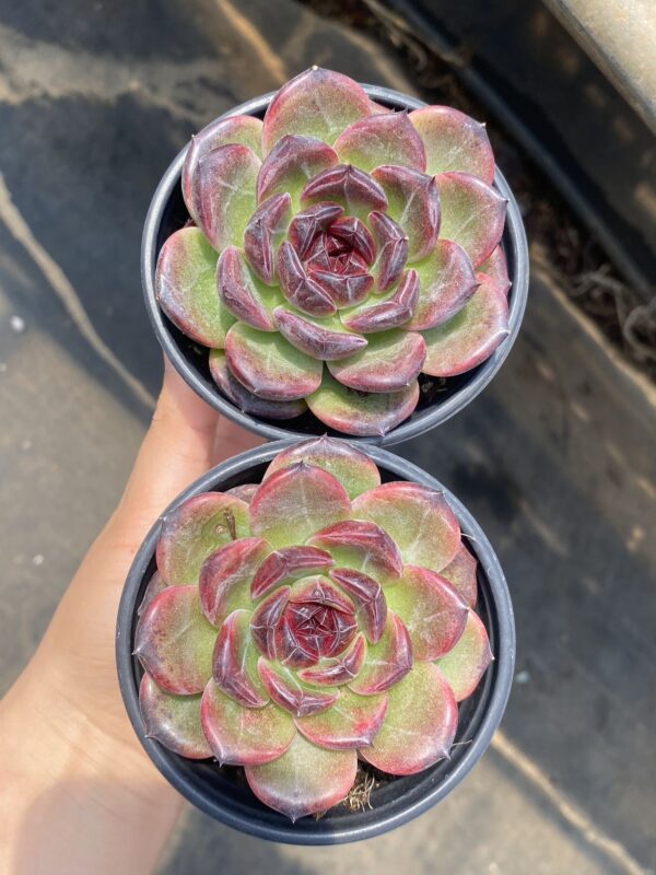 Echeveria Iceland Coffee M – Image 2