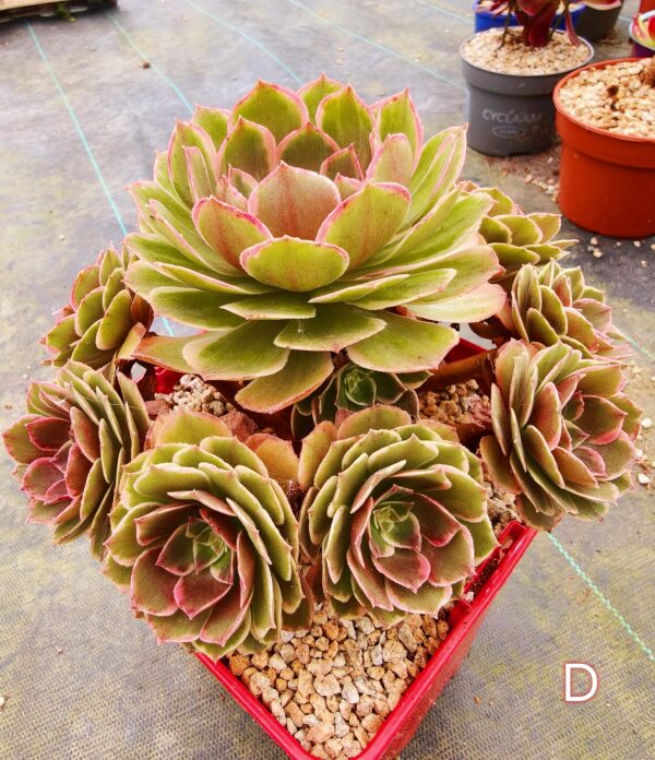 Aeonium Night Banquet / Pink Flower Devil D – Image 2