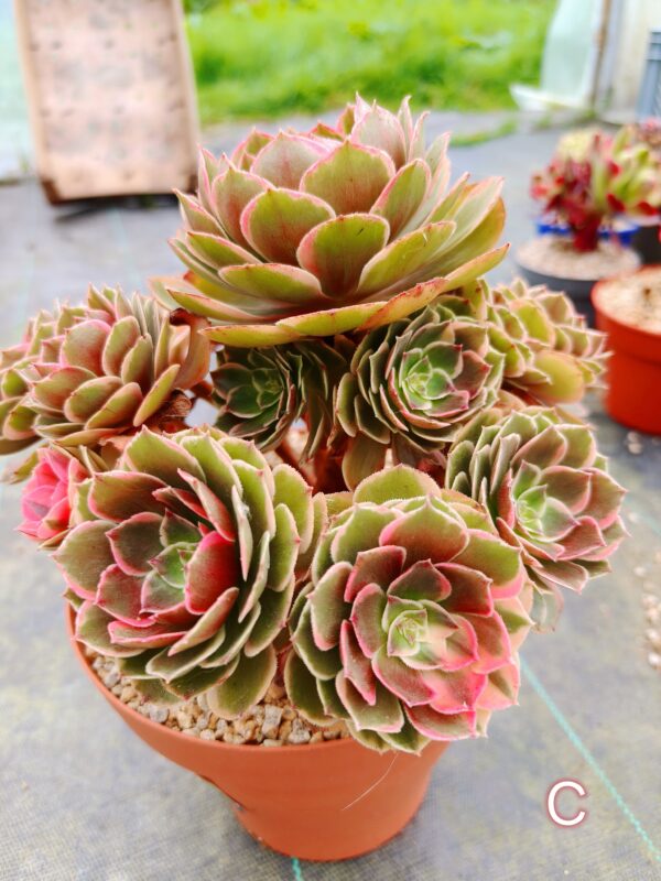 Aeonium Night Banquet / Pink Flower Devil C – Image 2
