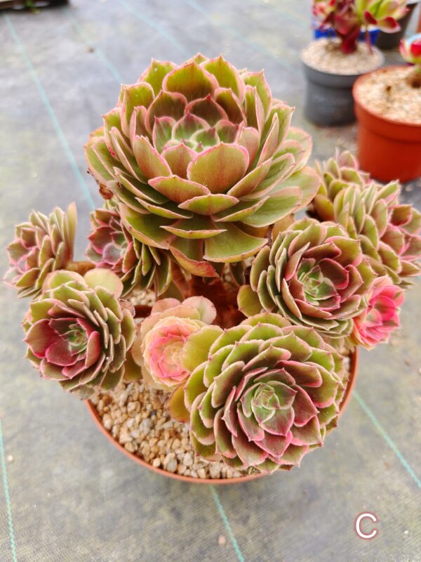 Aeonium Night Banquet / Pink Flower Devil C – Image 3