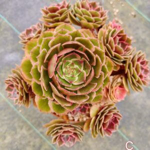 Aeonium Night Banquet / Pink Flower Devil C