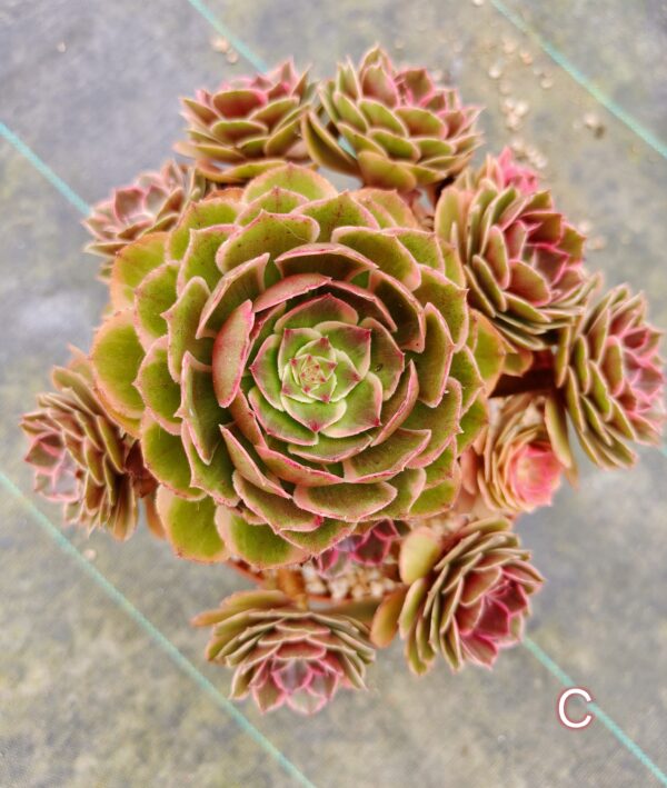 Aeonium Night Banquet / Pink Flower Devil C