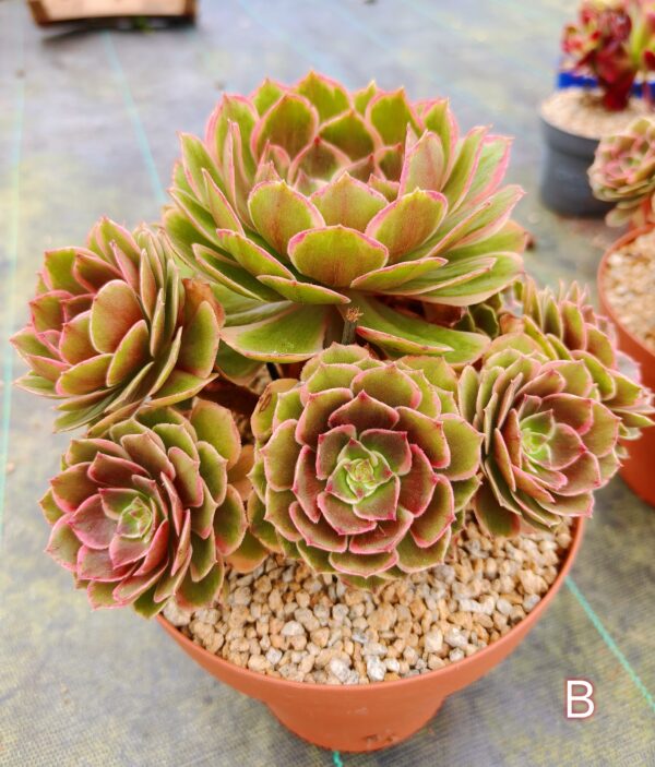 Aeonium Night Banquet / Pink Flower Devil B – Image 3