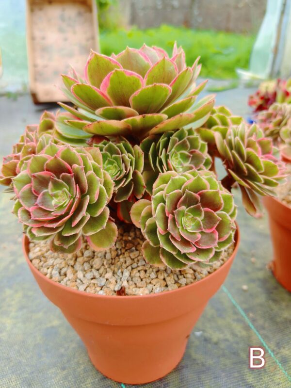 Aeonium Night Banquet / Pink Flower Devil B – Image 2