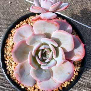 Echeveria Tiffany Blue double tête L