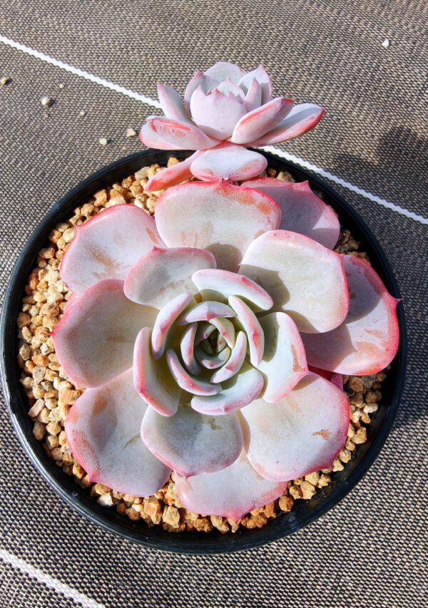 Echeveria Tiffany Blue double tête L