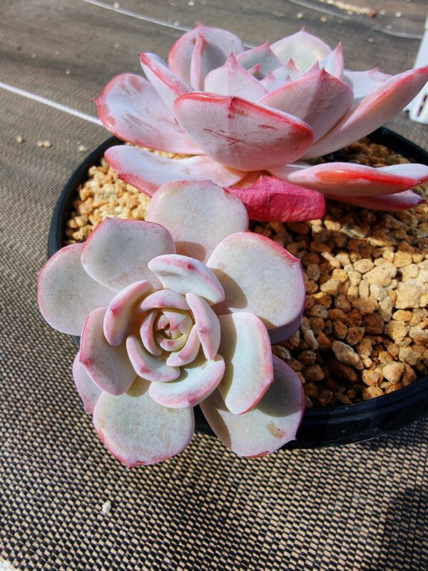 Echeveria Tiffany Blue double tête L – Image 2