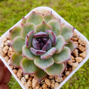 Echeveria Blueenchantress