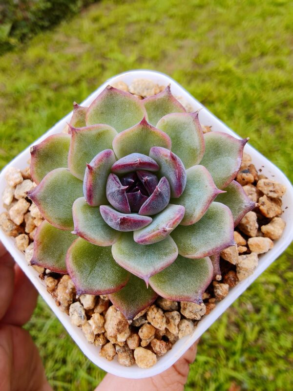 Echeveria Blueenchantress