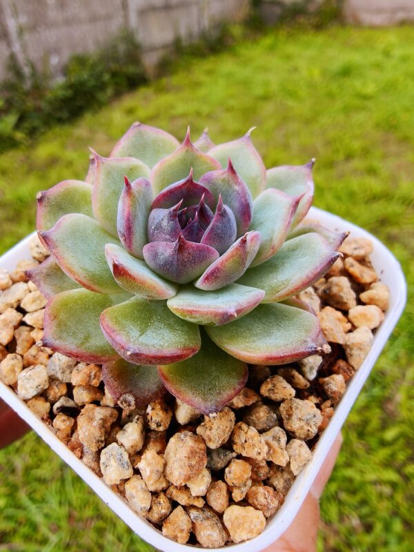 Echeveria Blueenchantress – Image 2