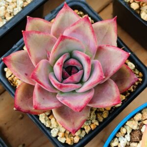 Echeveria Brown Sugar