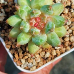 Pachyphytum Nectar of Dawn (diamond sugar heart)