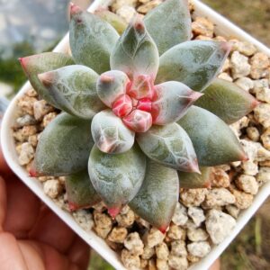 Pachyphytum Nectar of Dawn (diamond sugar heart)