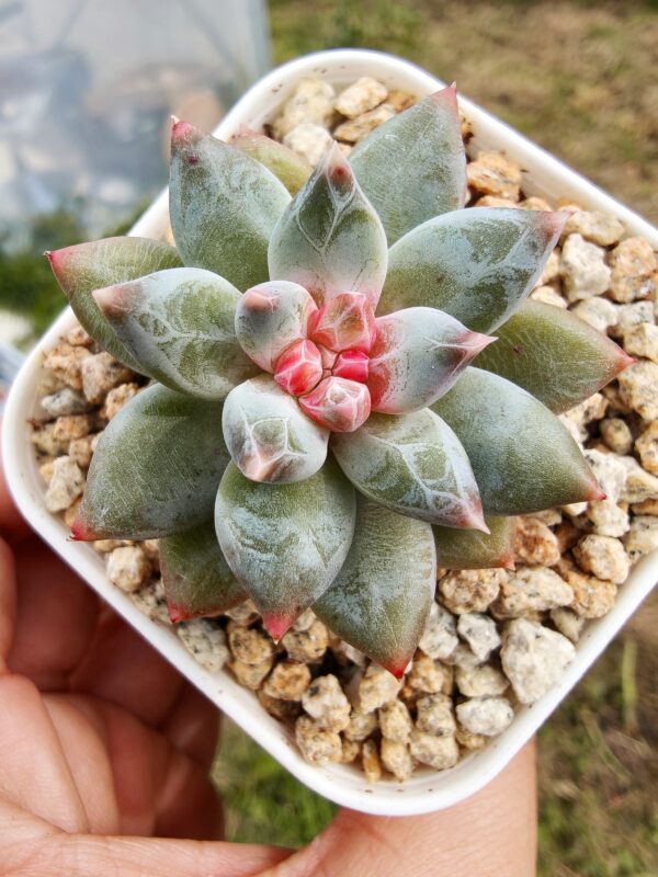 Pachyphytum Nectar of Dawn (diamond sugar heart)