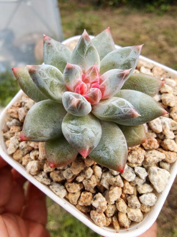 Pachyphytum Nectar of Dawn (diamond sugar heart) – Image 2