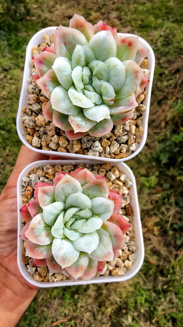 Echeveria Blood Dress variegata – Image 2
