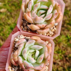 Echeveria Strawberry Cake variegata