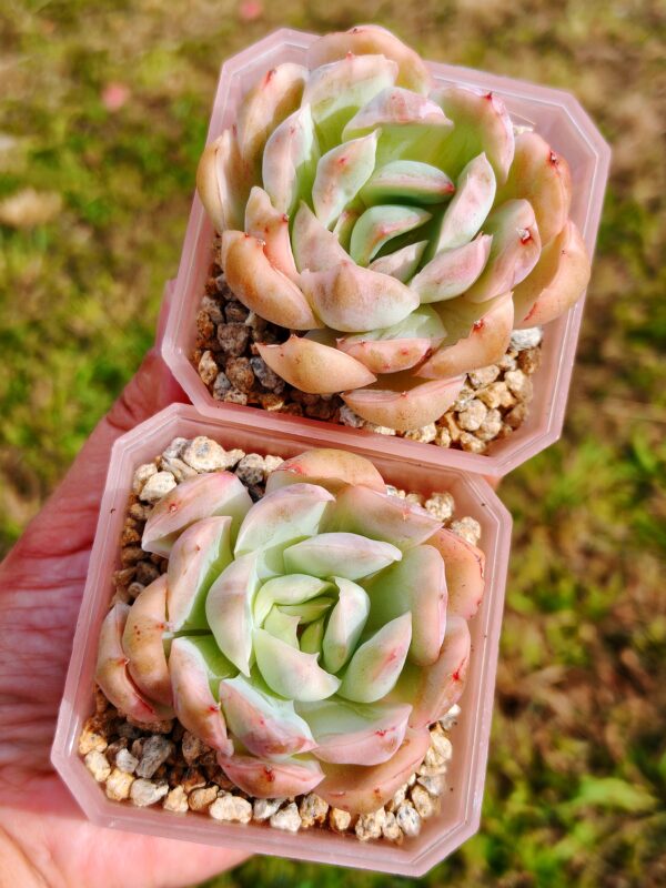 Echeveria Strawberry Cake variegata