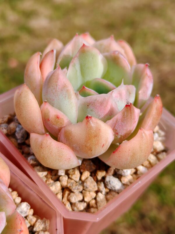 Echeveria Strawberry Cake variegata – Image 2