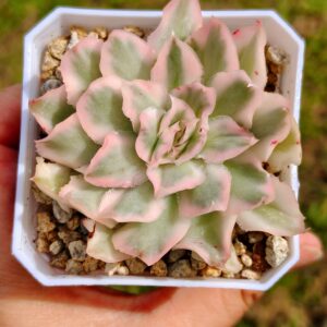 Echeveria Purple Butterfly variegata