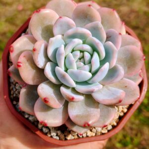 Echeveria Hosikage variegata