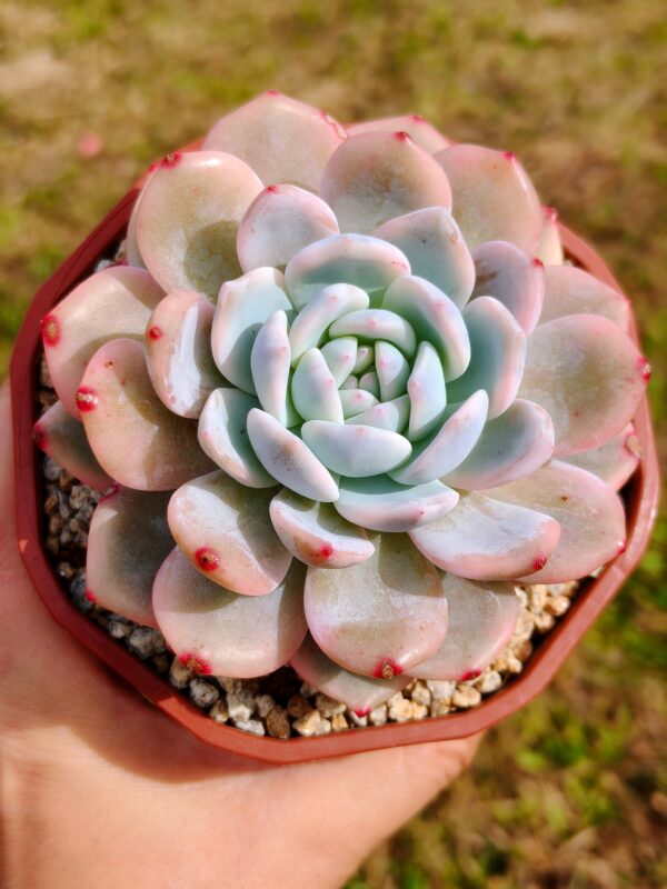 Echeveria Hosikage variegata