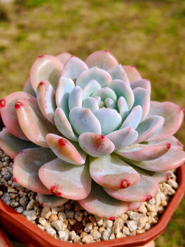 Echeveria Hosikage variegata – Image 2