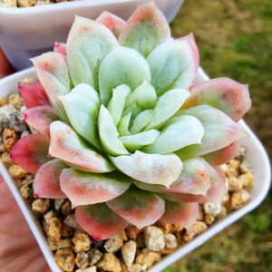Echeveria Blood Dress variegata