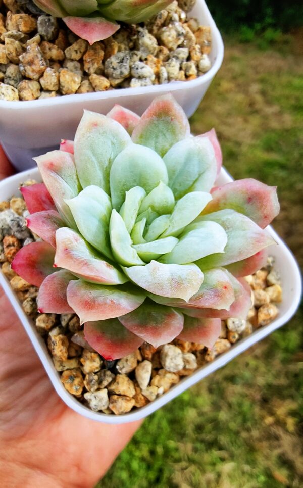 Echeveria Blood Dress variegata