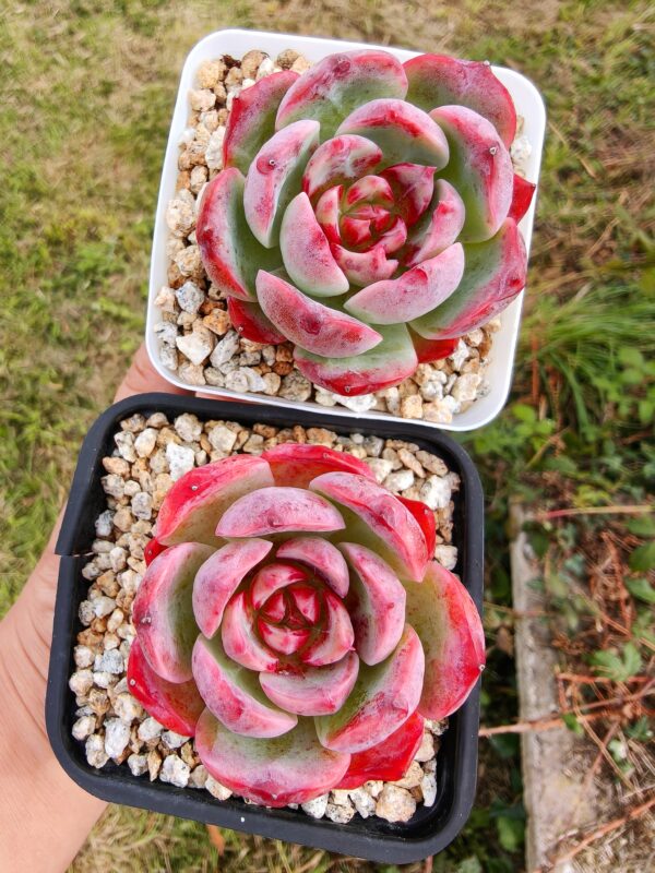 Echeveria Crimsom Dream – Image 2