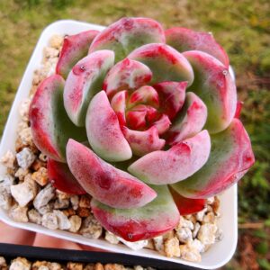 Echeveria Crimsom Dream