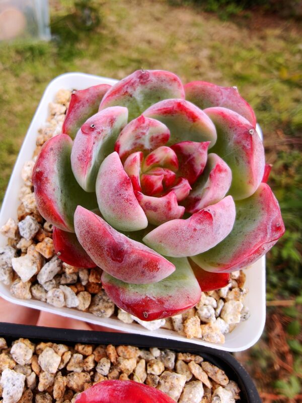 Echeveria Crimsom Dream